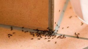 Revealing Simple & Safe Tips to Repel Ants for Your Family's Health